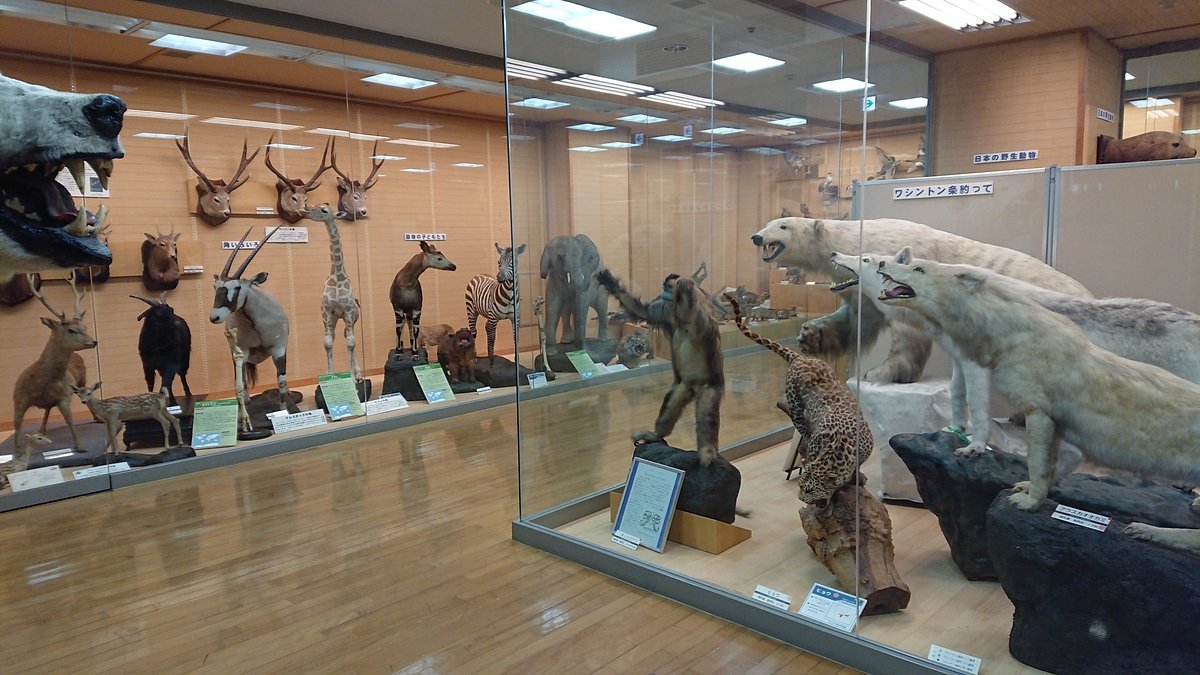 🦋 기시와다 자연 자료관 (Kishiwada Shizen Shiryōkan)